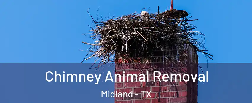 Chimney Animal Removal Midland - TX