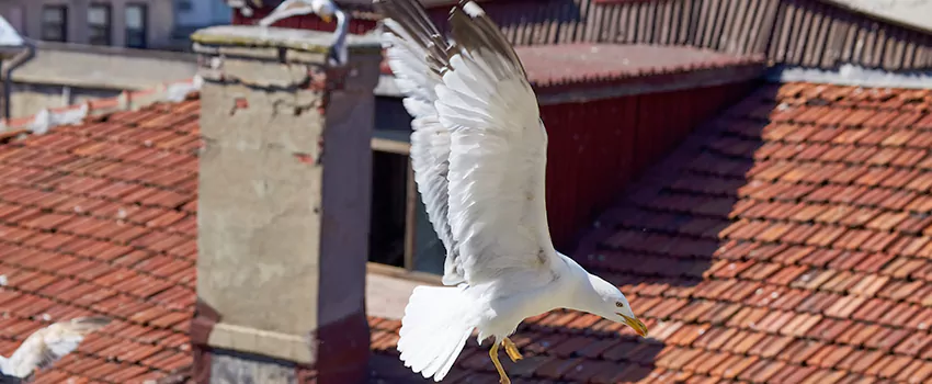 Residential Chimney Animal Removal Solution in Midland, TX