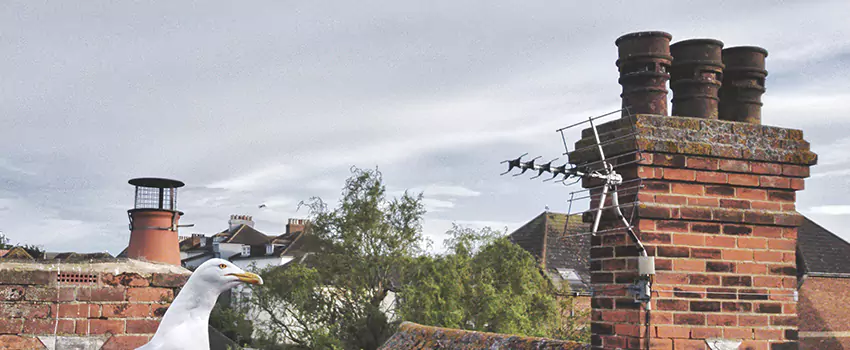 Chimney Cleaning And Restoration in Midland, Texas